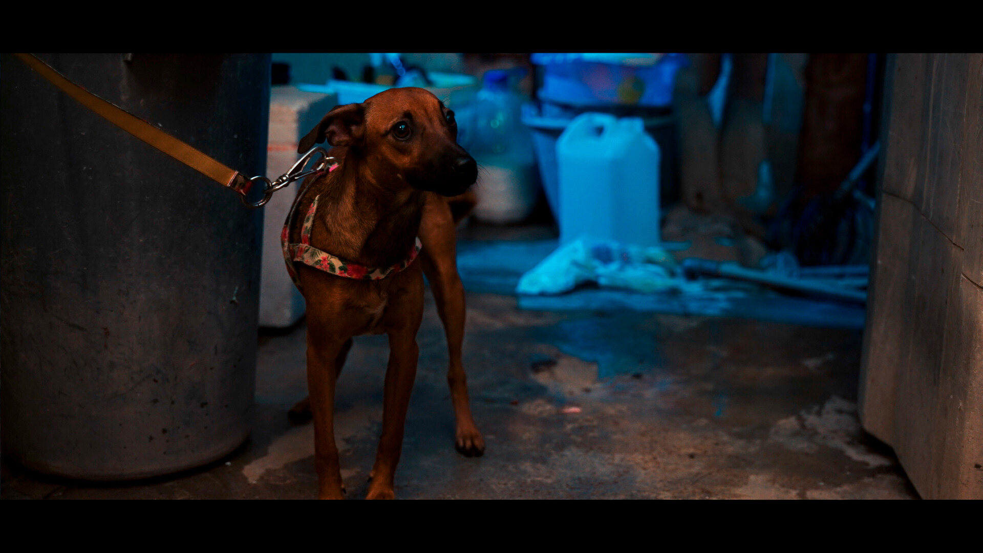 Photo 7 Calor_do_Co_still_3 Photo 7 Calor_do_Co_still_3